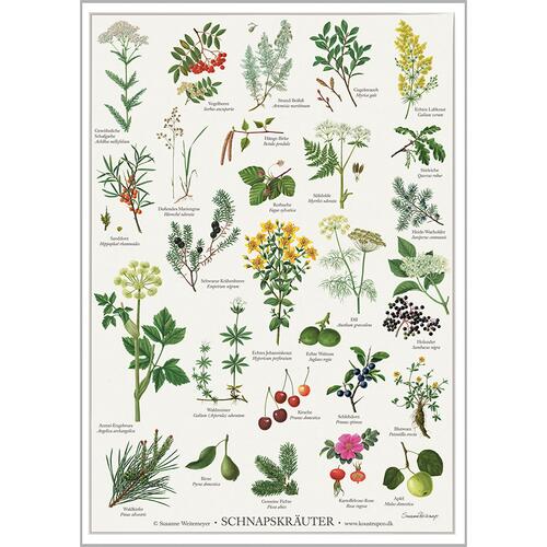 Snap Herbs - POSTER A2