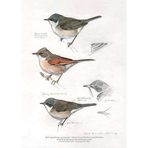 ART PRINT A4 - Sketches of birds