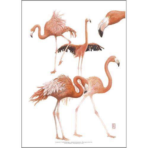 ART PRINT A3 - ZOO Flamingo