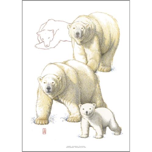ART PRINT A3 - ZOO Ours polaire