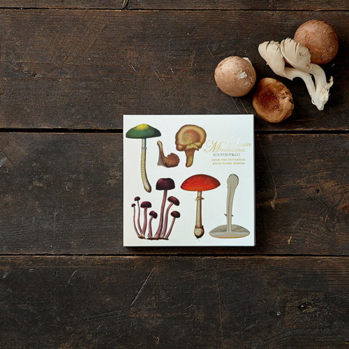 MUSHROOMS - Square card folder