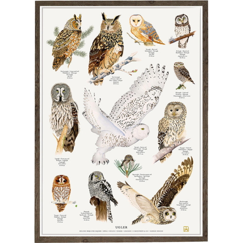 OWLS - POSTER A2