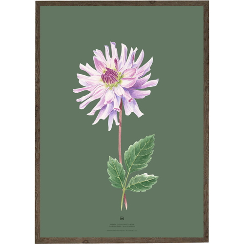 DAHLIA LEILA SAVANNA ROSE - ART PRINT - CHOOSE SIZE