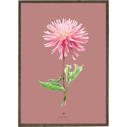 DAHLIA JEANNE D'ARC - KUNSTPRINT - VÆLG STØRRELSE