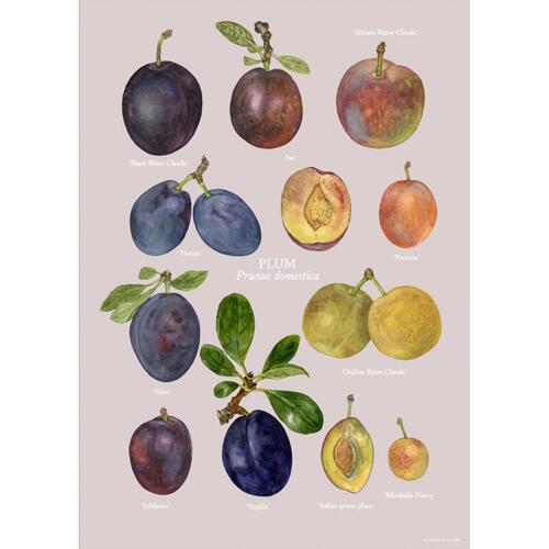 PLUMS - KUNSTPRINT - VÆLG STØRRELSE