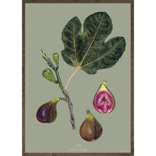 GREEN FIG - KONSTTRYCK - VÄLJ STORLEK