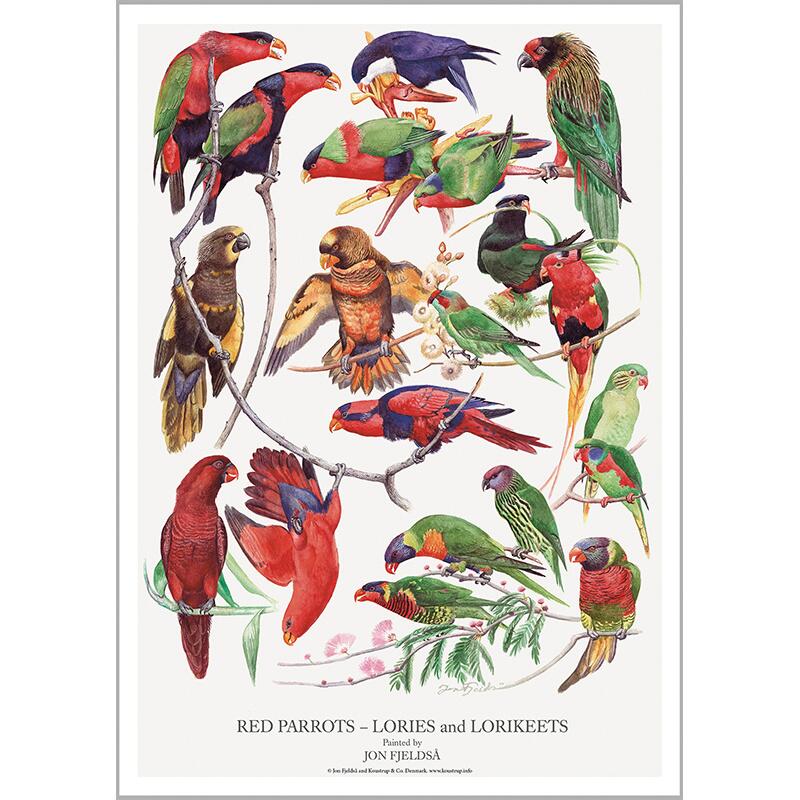 Røde papegøjer - Plakat A2 Koustrup & Co.