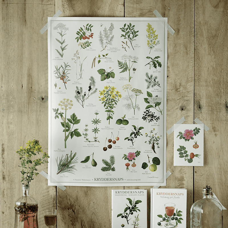 HERBS FOR SCHNAPPS (KRYDDERSNAPS) - POSTER A2