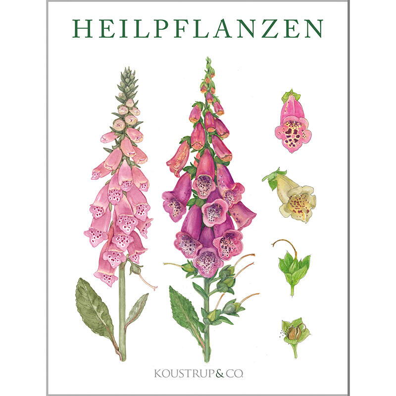 HEILPFLANZEN - 8 cartes (allemand)