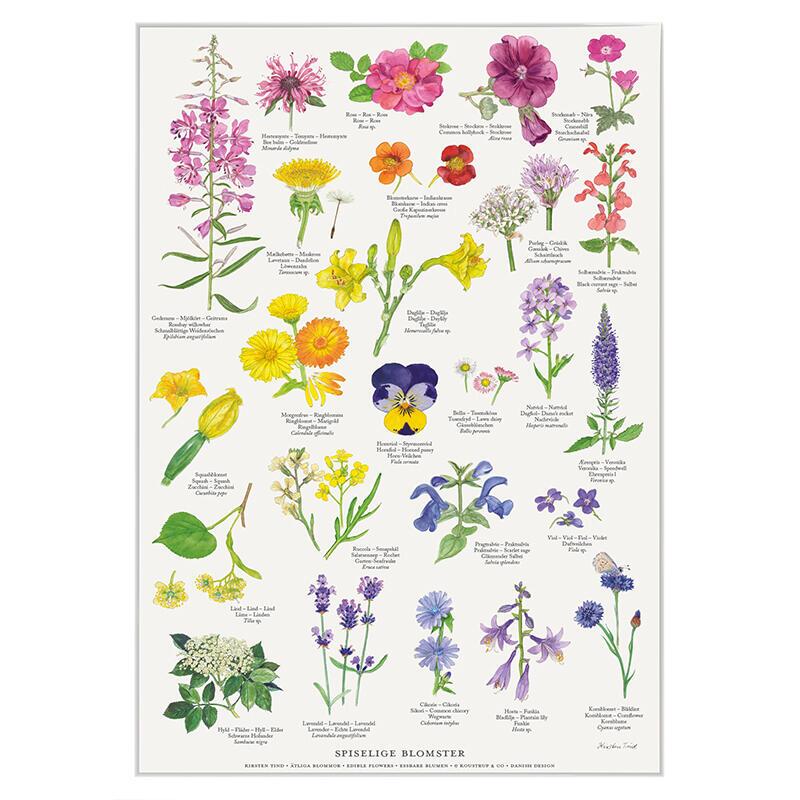 EDIBLE FLOWERS (SPISELIGE BLOMSTER) - POSTER A2