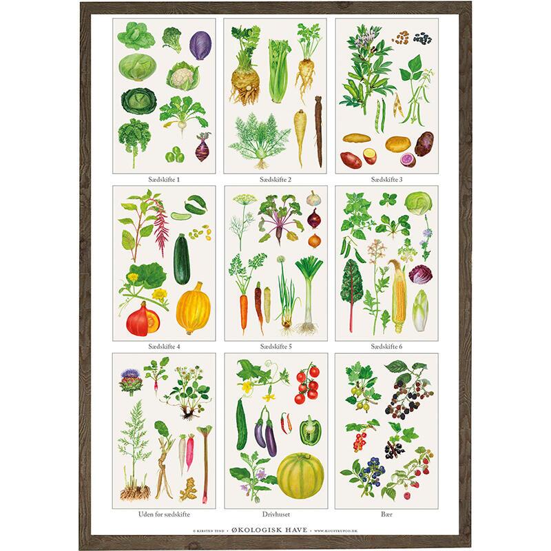 Køkkenhave, grøntsager, grønsager, økologisk køkkenhave, økologi