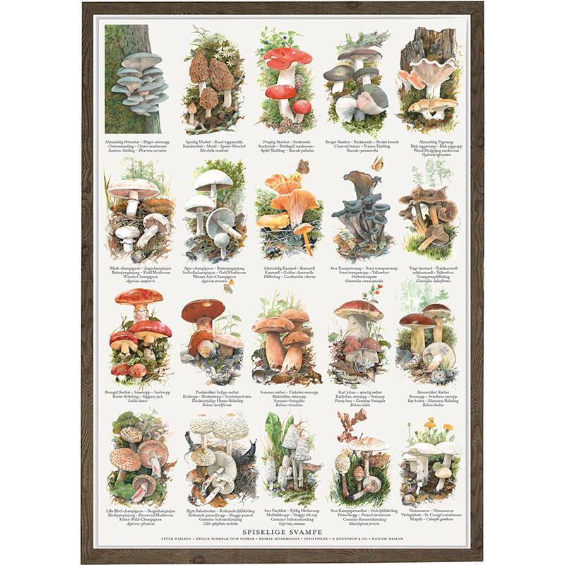 EDIBLE MUSHROOMS (SPISELIGE SVAMPE) - POSTER A2 - OUT OF STOCK