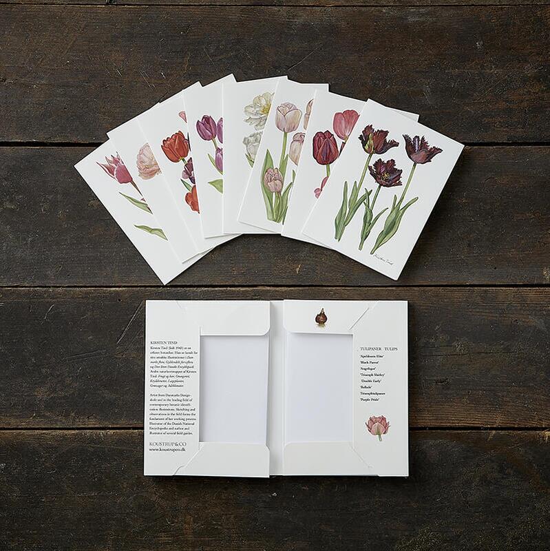 TULIPS - 8 cards - SOLD OUT