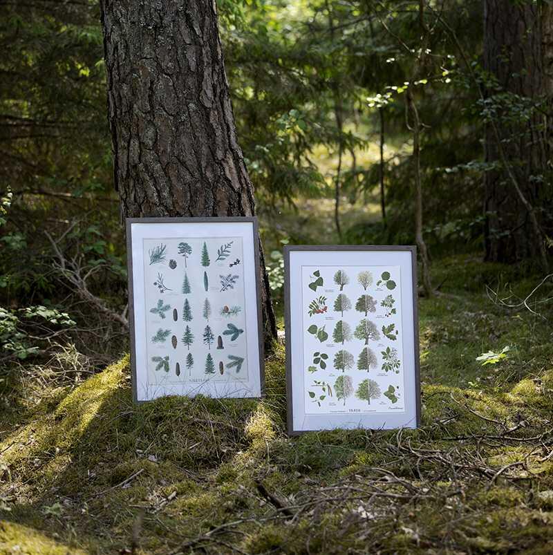 TREES (TRÆER) - Poster A2