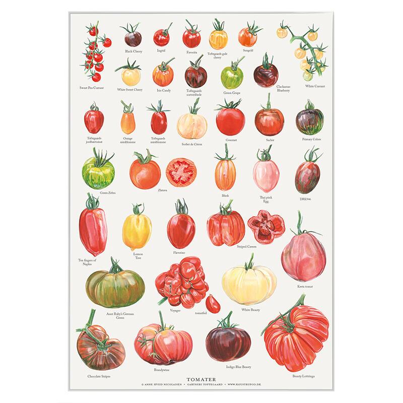 TOMATOES (TOMATER) - Poster A2