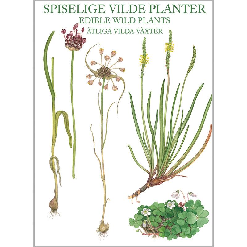 Edible Wild Plants - 8 cards