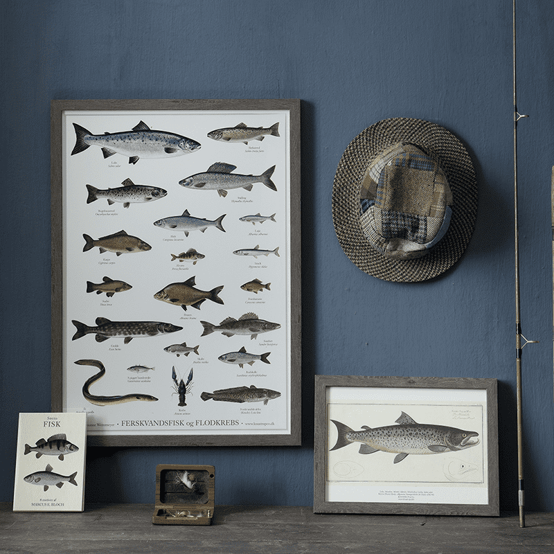 FRESHWATER FISH - Affisch A2