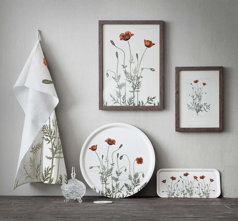ART PRINT A3 - Prickly poppy - OUT OF STOCK