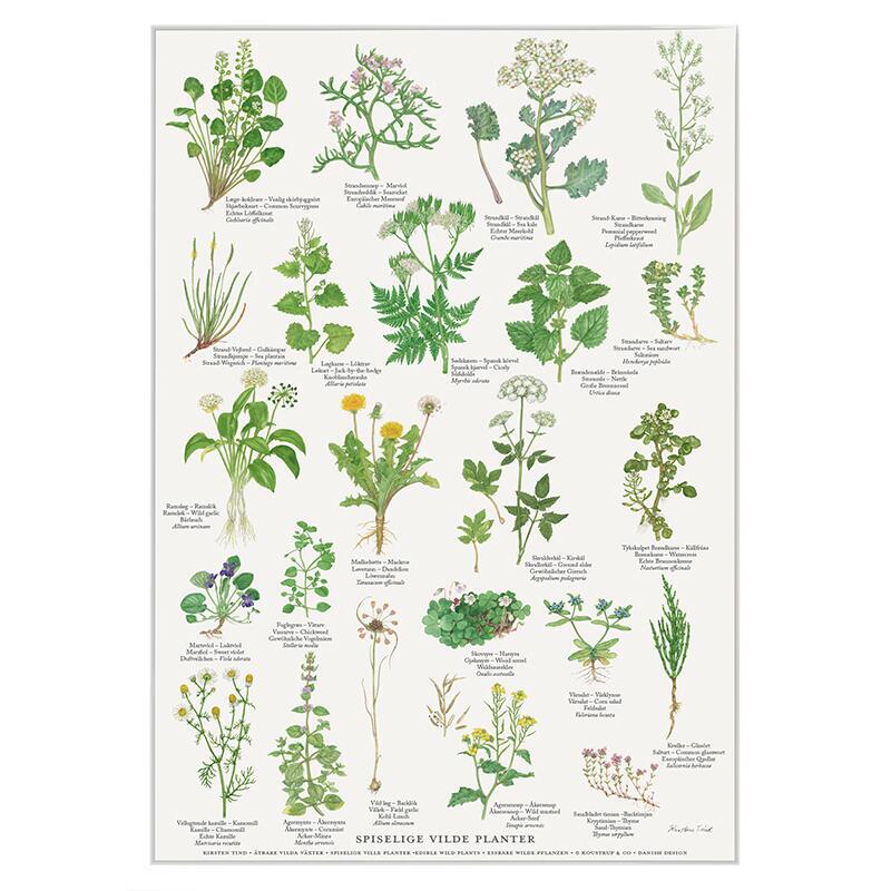 AFFISCH A4 - Ätliga vilda växter