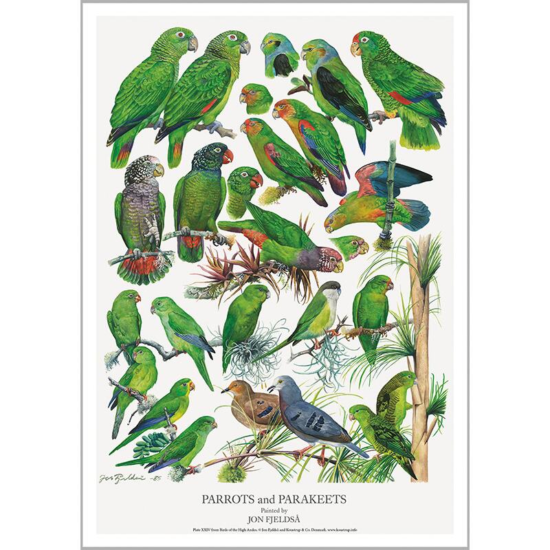 AFFISCH A4 - Gröna papegojor