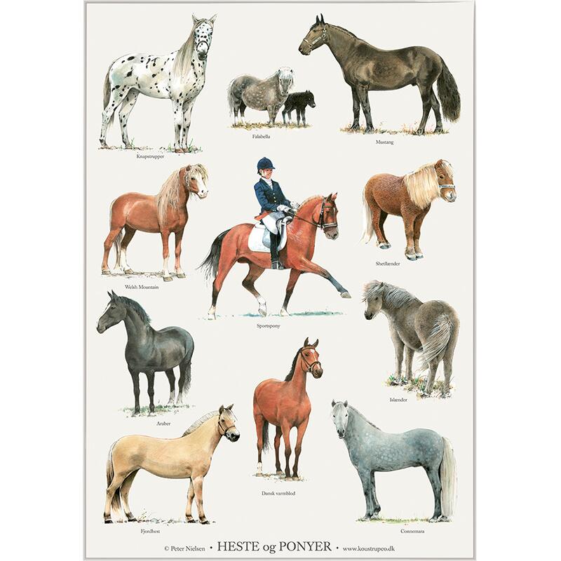 PRINT A4 - HORSES AND PONIES (HESTE OG PONYER)