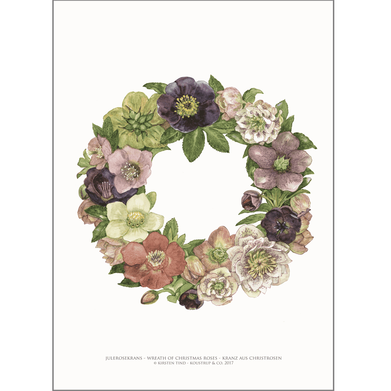 ART PRINT A3 - Wreath of Christmas roses