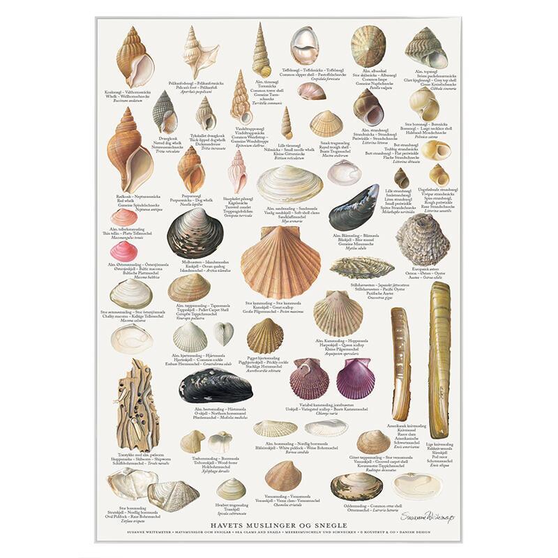 PRINT A4 - MUSSELS AND SNAILS (MUSLINGER OG SNEGLE) - OUT OF STOCK