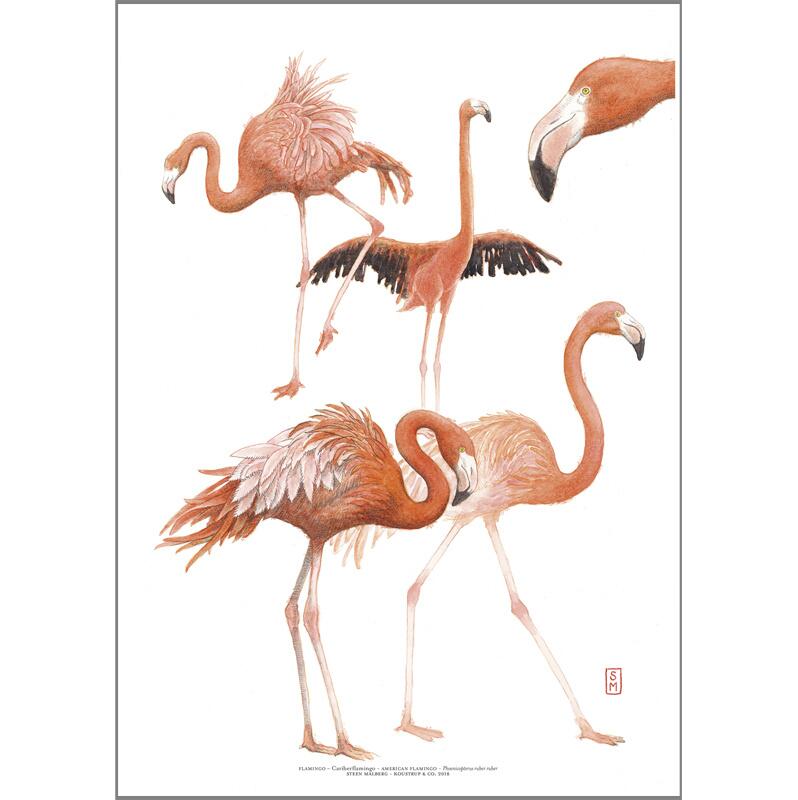 KUNSTDRUCK A3 - ZOO Flamingo