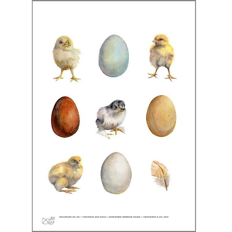 Æg, kyllinger, fjer