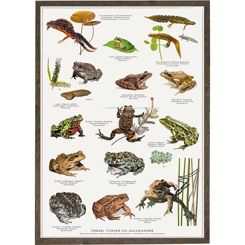 Frøer, tudser og salamandre, haletudse, plakat med frøer