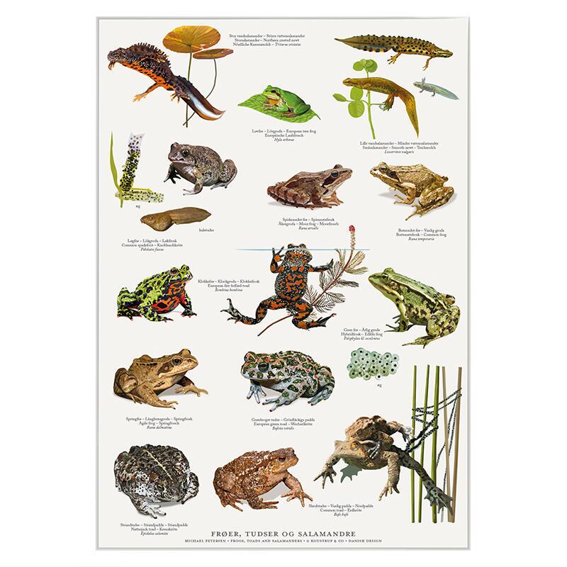 PRINT A4 - frogs, toads and salamanders (Frøer, tudser og salamandre)