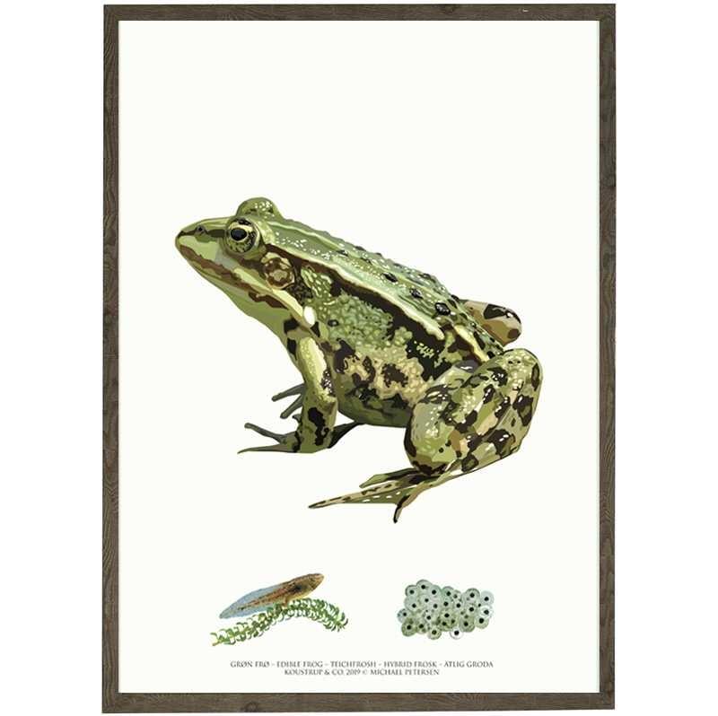 ART PRINT - Edible frog - CHOOSE SIZE