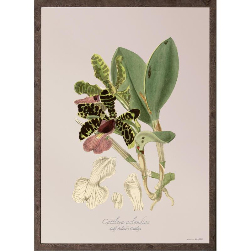 Cattleya aclandiae - KUNSTDRUCK - GRÖSSE WÄHLEN