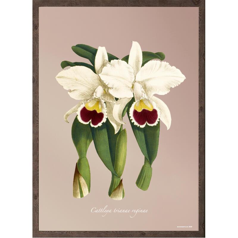 Orchid, Cattleya trianae - KONSTAFFISCH - VÄLJ STORLEK
