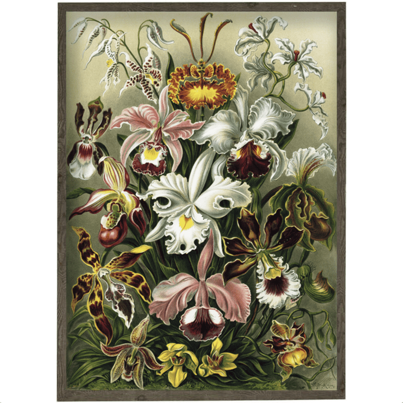 Orchidées - ART PRINT - CHOISISSEZ LA TAILLE