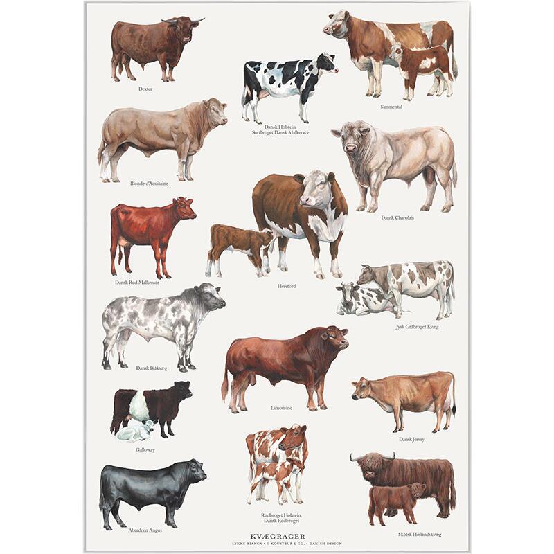 RACES BOVINES - Affiche A2