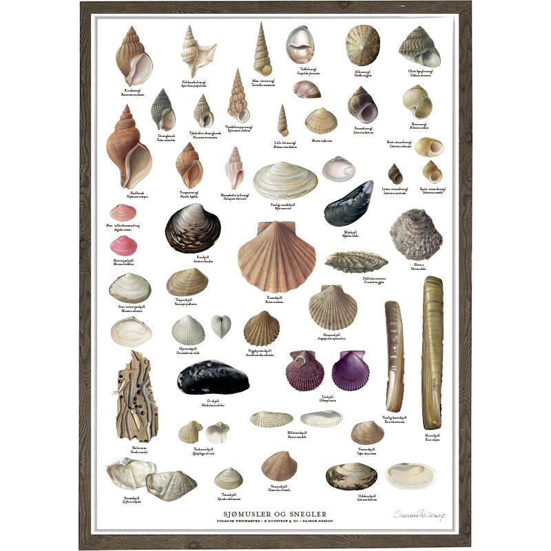 Sea clams and snails