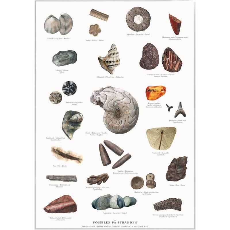 FOSSILS (FOSSILER) - POSTER A2