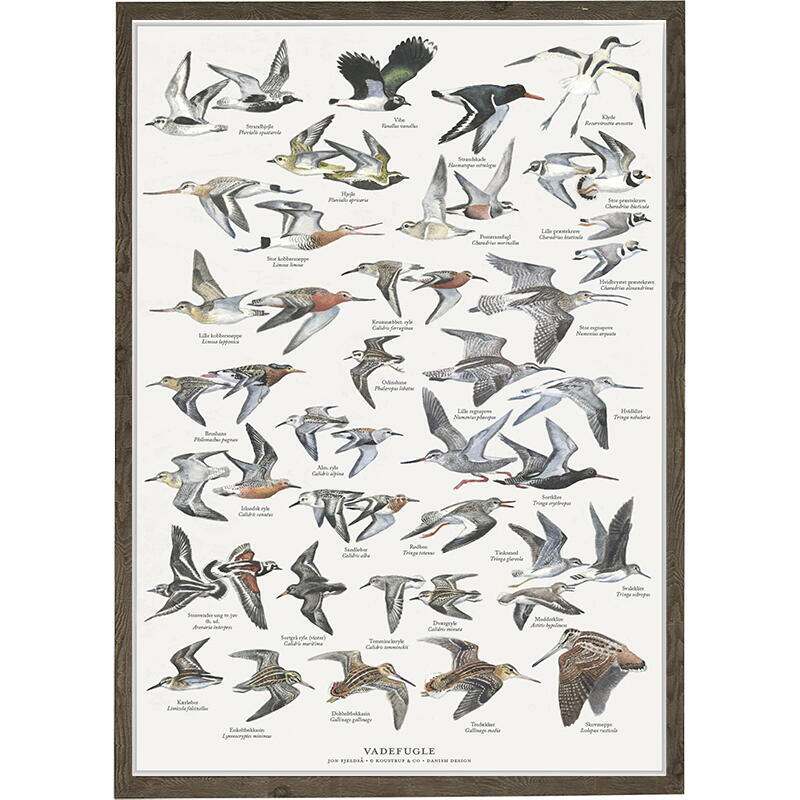 oiseaux limicoles - Affiche A2