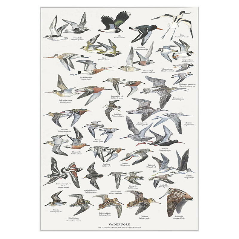 Vögel im Wattenmeer - Poster A2