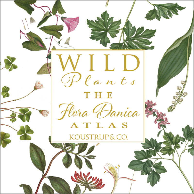 THE FLORA DANICA ATLAS – WILD PLANTS - Square card folder