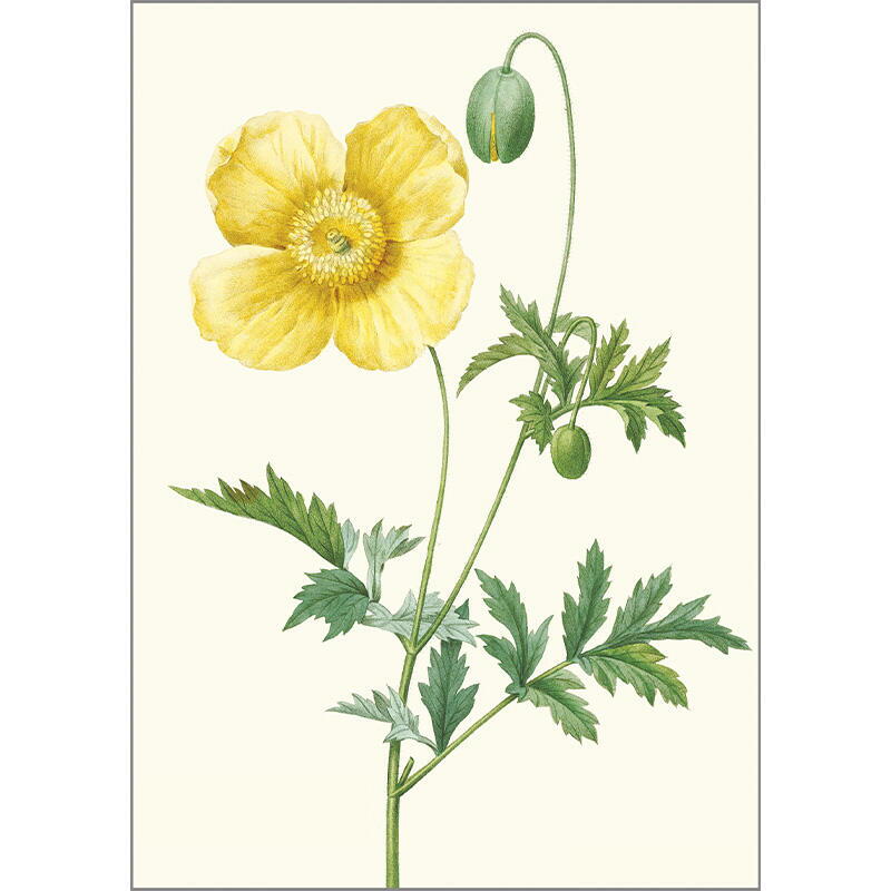 Yellow Poppy - Single cards A5