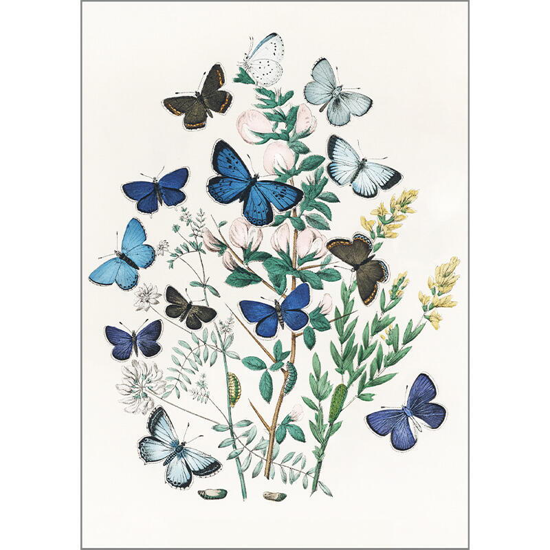 Nordic butterflies - Single cards A5 - OUT OF STOCK