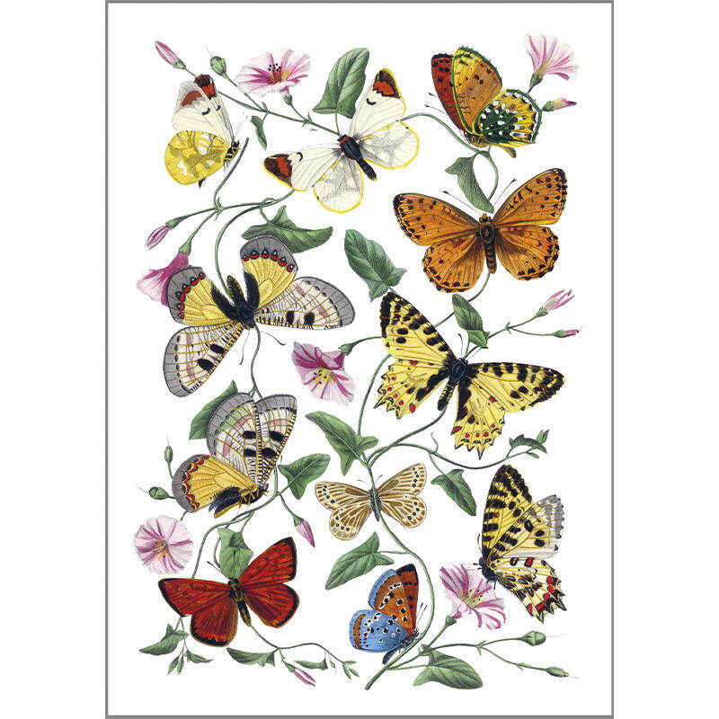 Butterflies - Single cards A5 - OUT OF STOCK