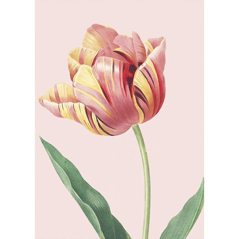 Tulips - A5-kort