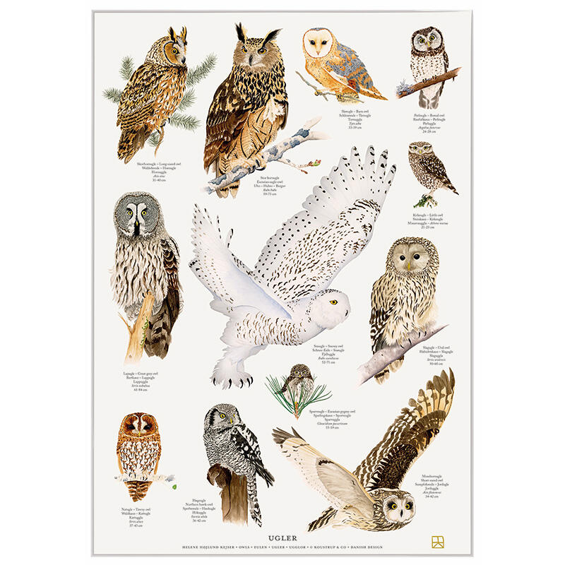 OWLS - POSTER A2