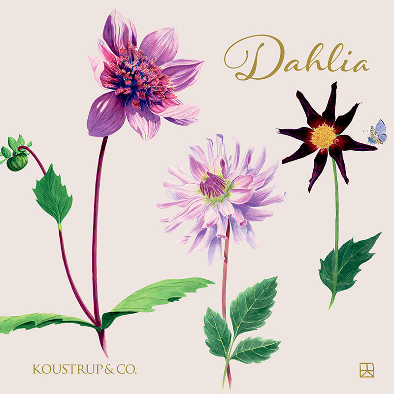 Dahlia kortmappe forside