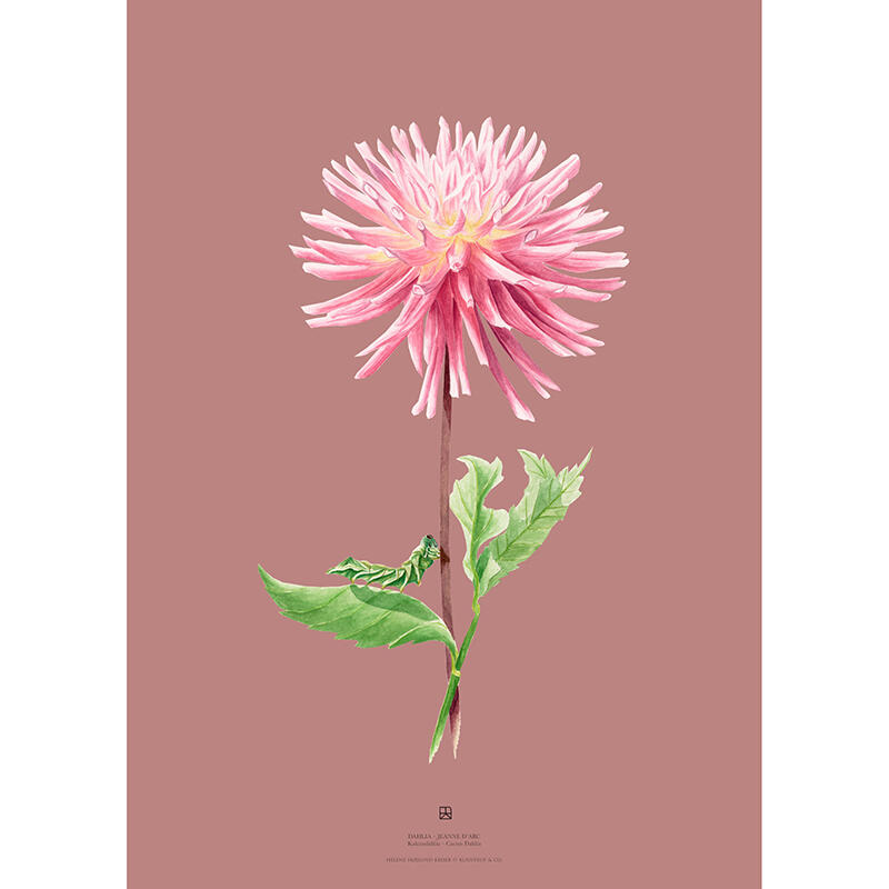 DAHLIA JEANNE D'ARC - ART PRINT - CHOISISSEZ LA TAILLE