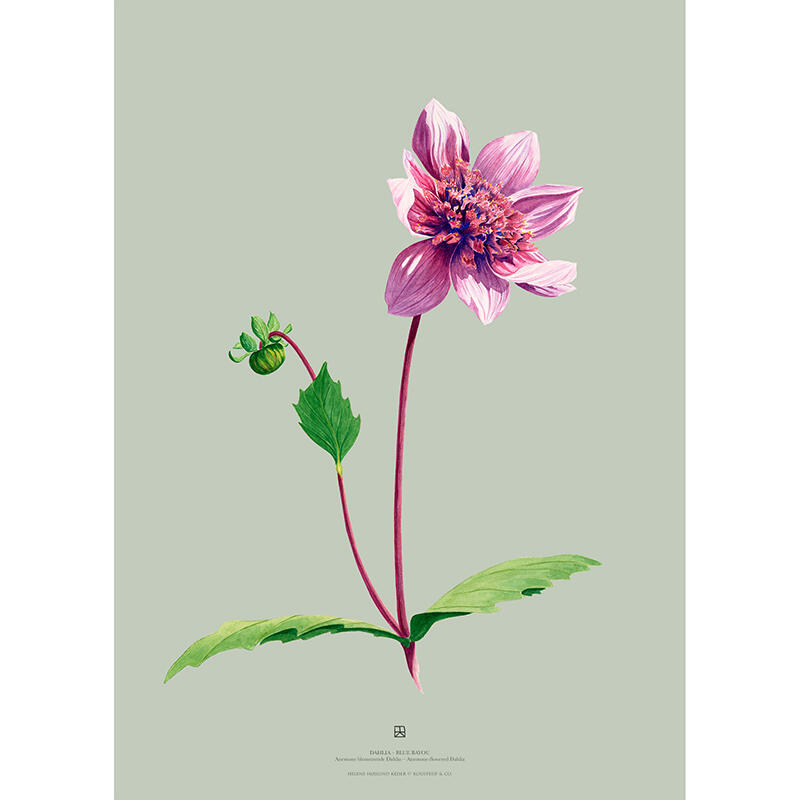 DAHLIA BLUE BAYOU - ART PRINT - CHOISISSEZ LA TAILLE