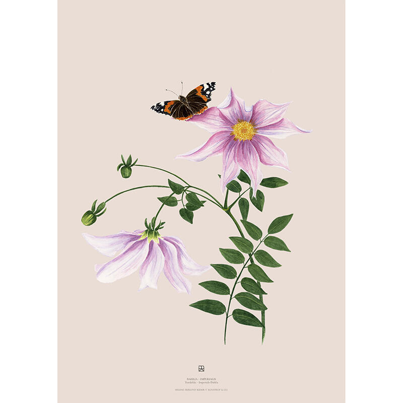 DAHLIA IMPERIALIS - KUNSTDRUCK - GRÖSSE WÄHLEN